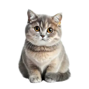 Cat Supplies